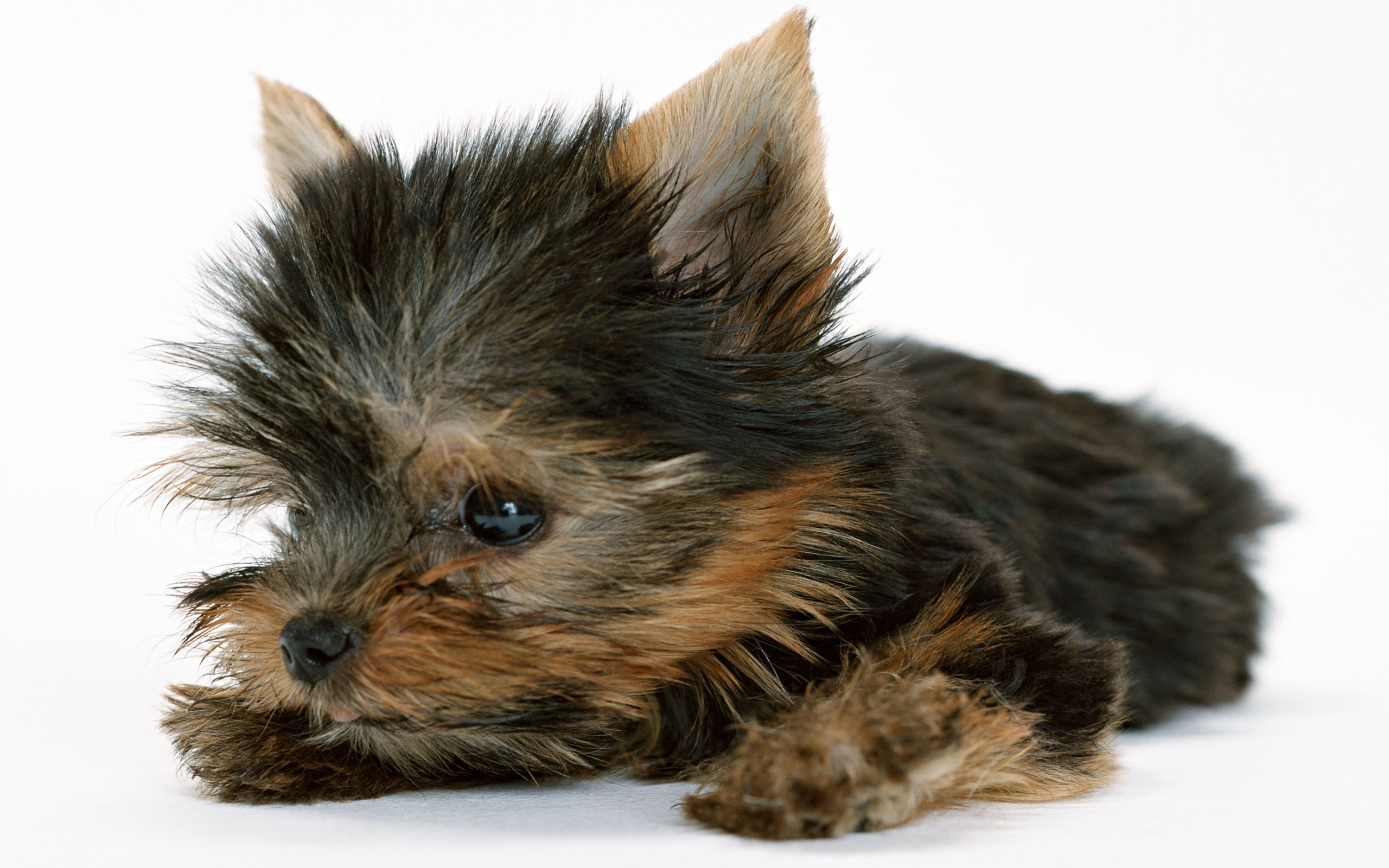 The Yorkshire Terrier Originated At Crossroads Between Different