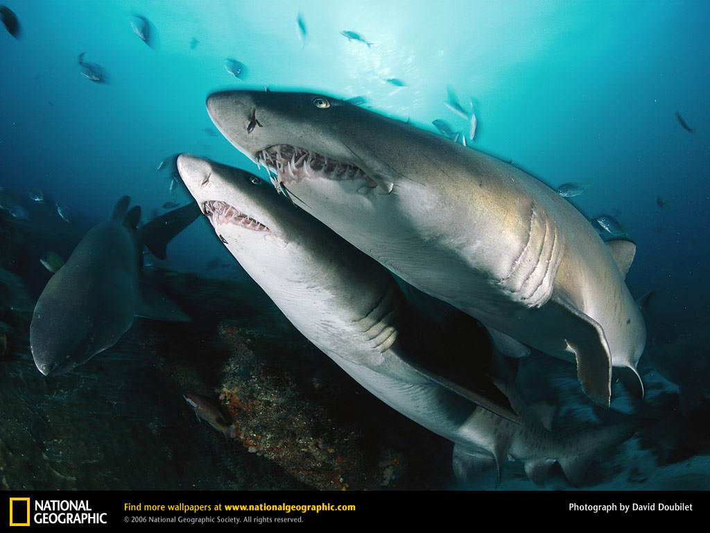 Sand Tiger Shark Picture Desktop Wallpaper