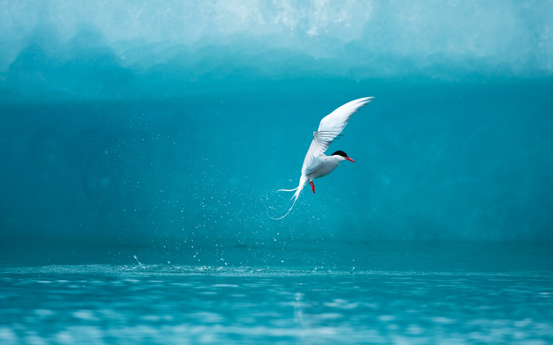 Arctic Tern Wallpaper HD