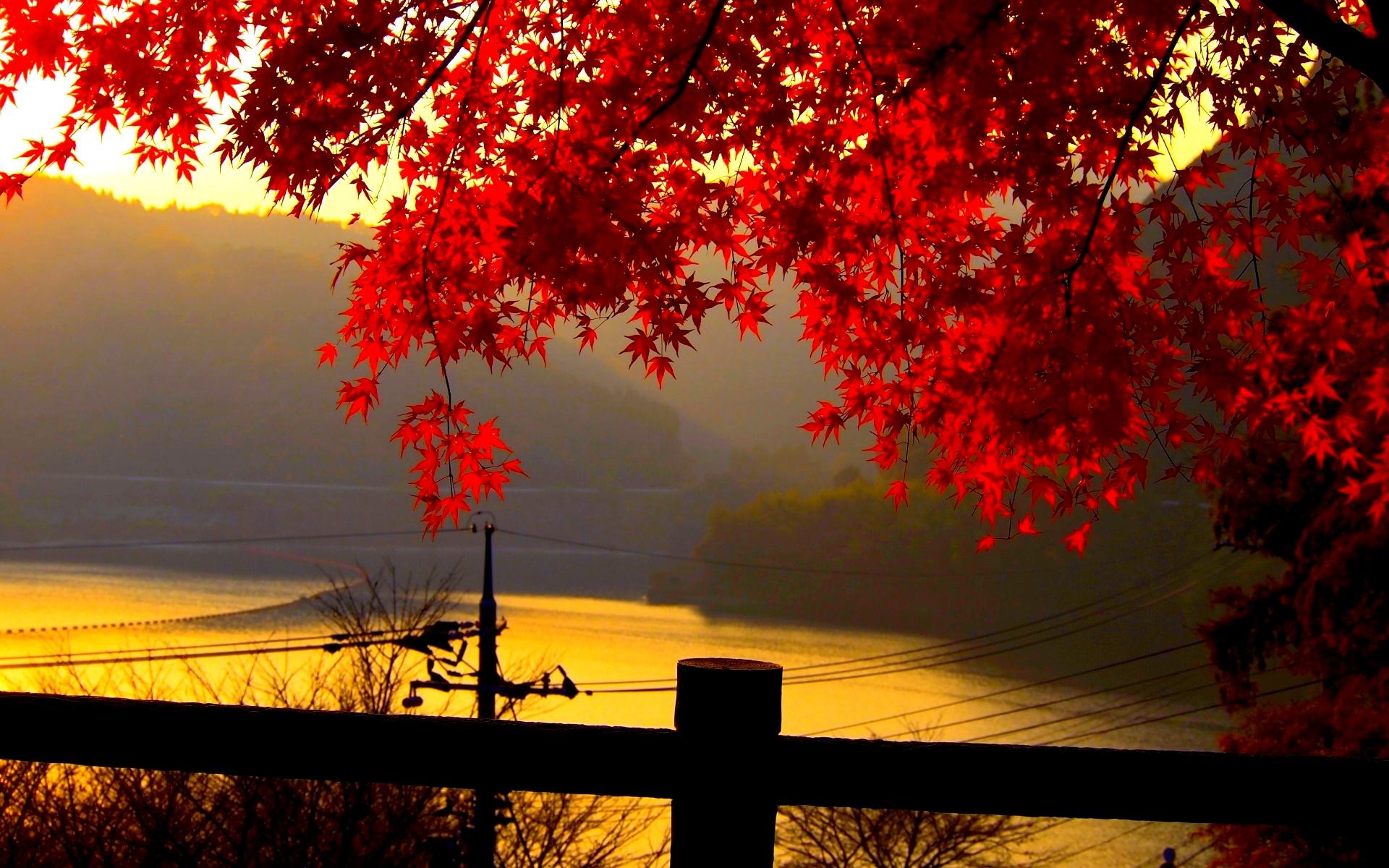 Autumn Leaves Wallpaper Wallpapers
