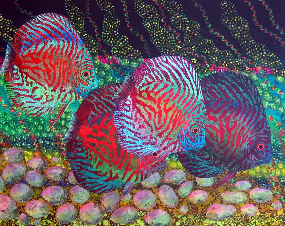 Discus Fish Wallpaper Pelauts