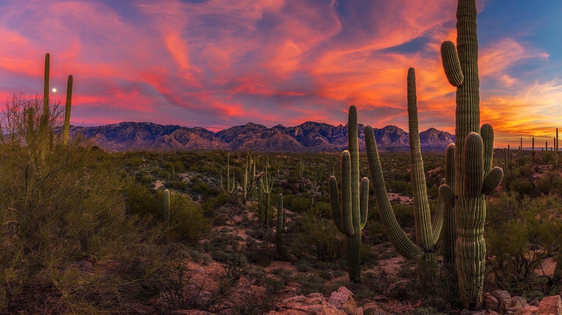 sunset arizona cacti united states saguaro cactus sonoran desert