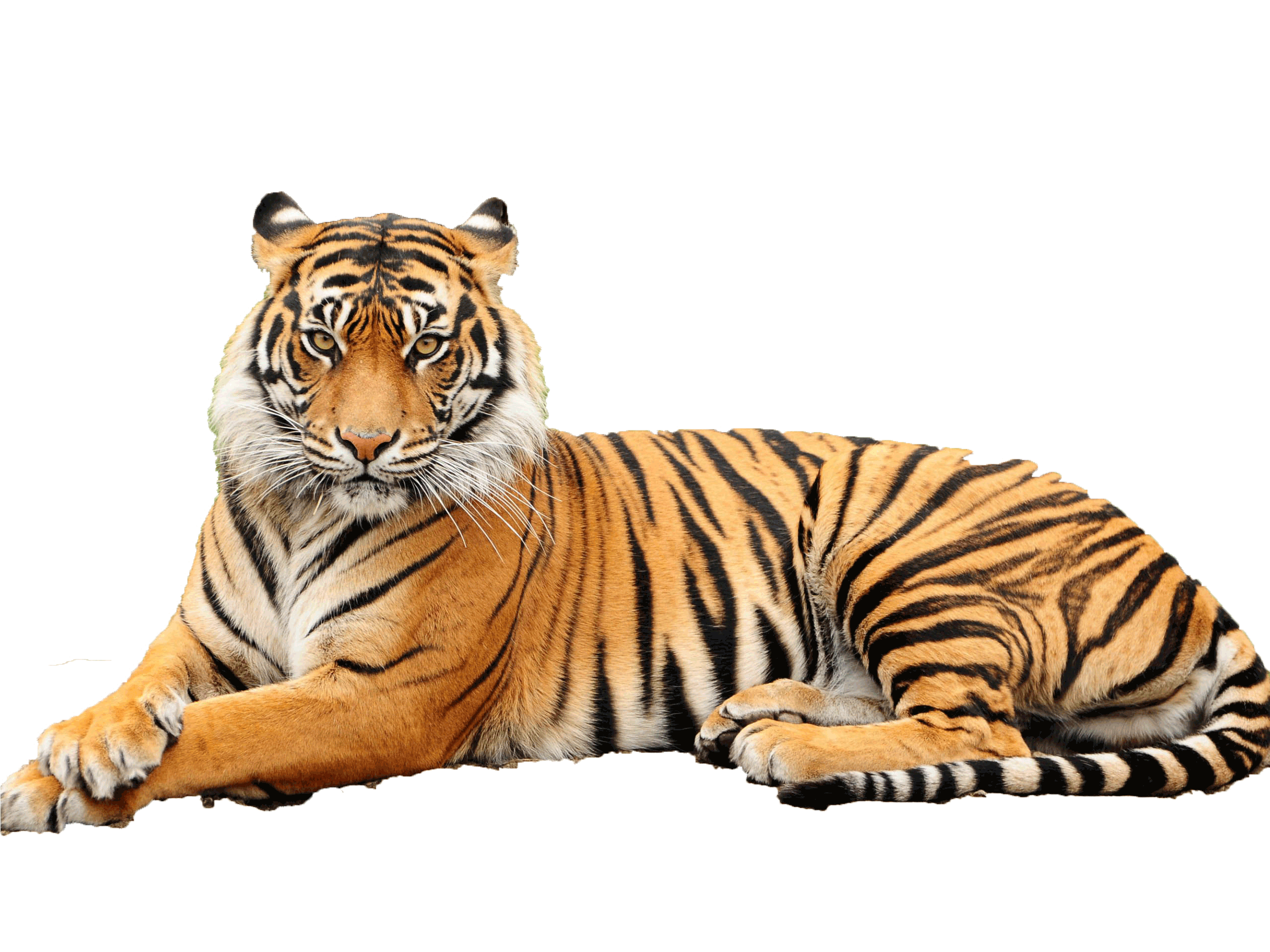 Tiger White Background Images All White Background