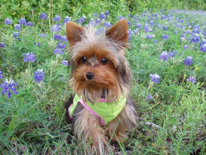 Yorkshire Terrier Yorkie Wallpaper Pictures Breed Information
