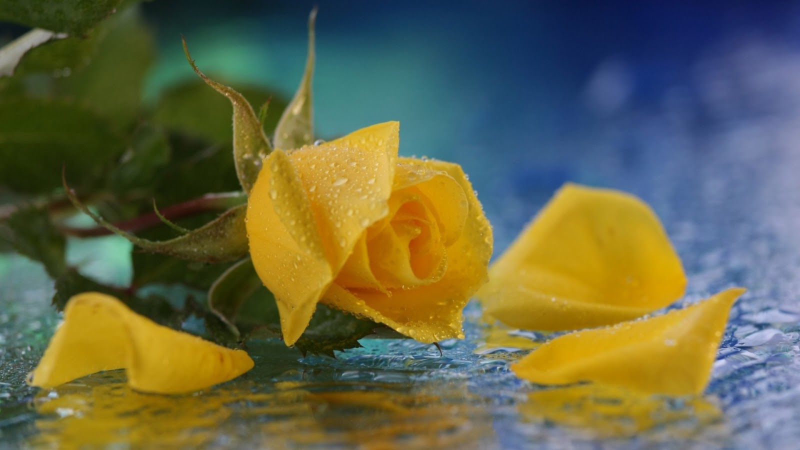 Mystery Wallpaper Yellow Roses Water Drops