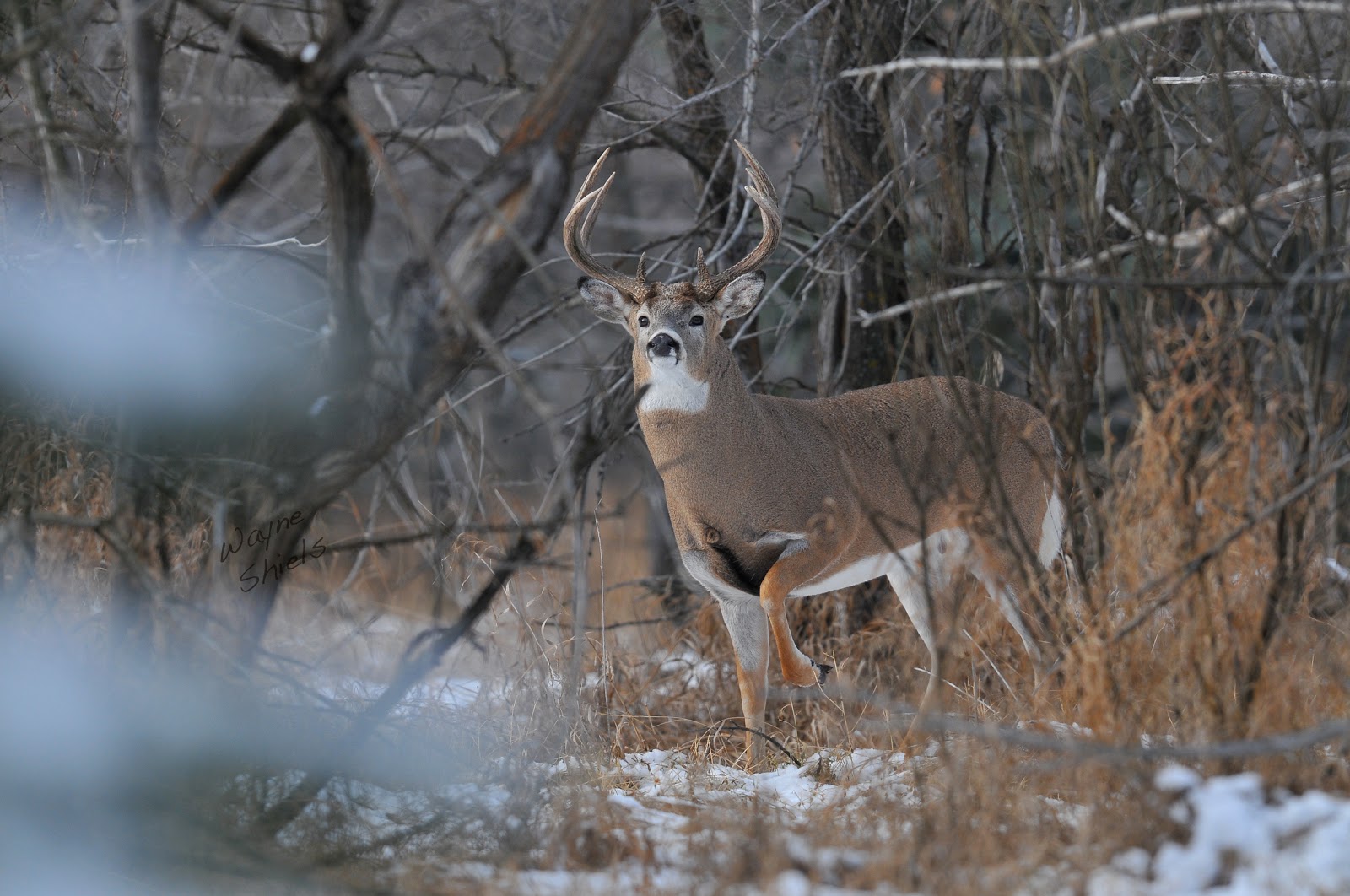 Deer Hunting Articles News Information Tips For HD Wallpaper