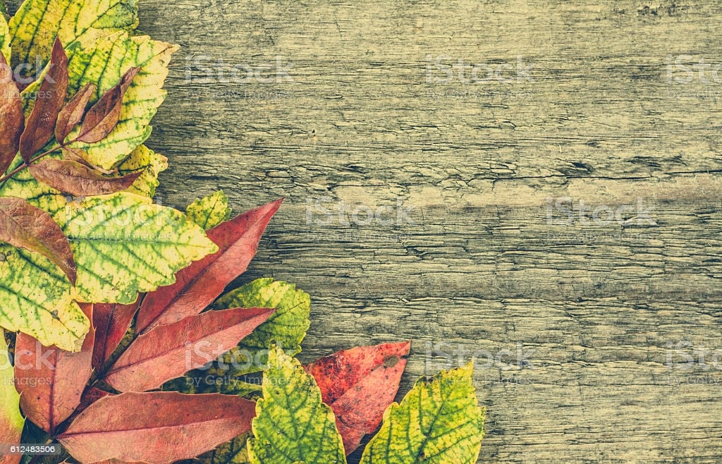 Autumn Wallpaper Fall Leaves Frame On Wooden Background Stock 1024x658