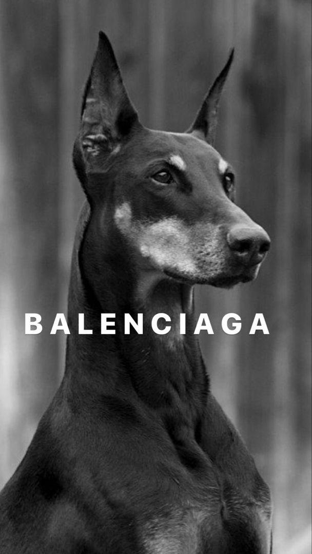 Doberman Balenciaga wallpaper Black aesthetic wallpaper
