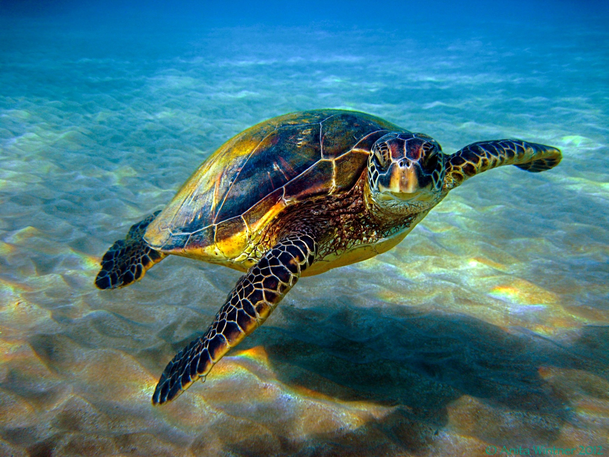 Cute Turtle Wallpaper