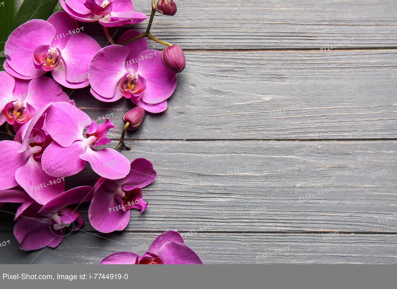 Beautiful Orchids Wallpaper