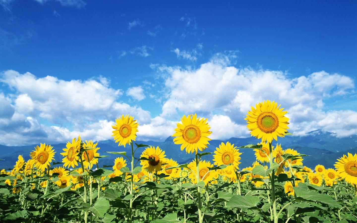Sunflower Field Wallpaper Desktop Galleryhip The