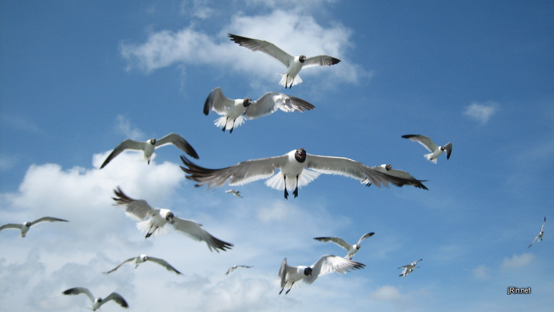 Pics Photos Seagulls Attack Wallpaper