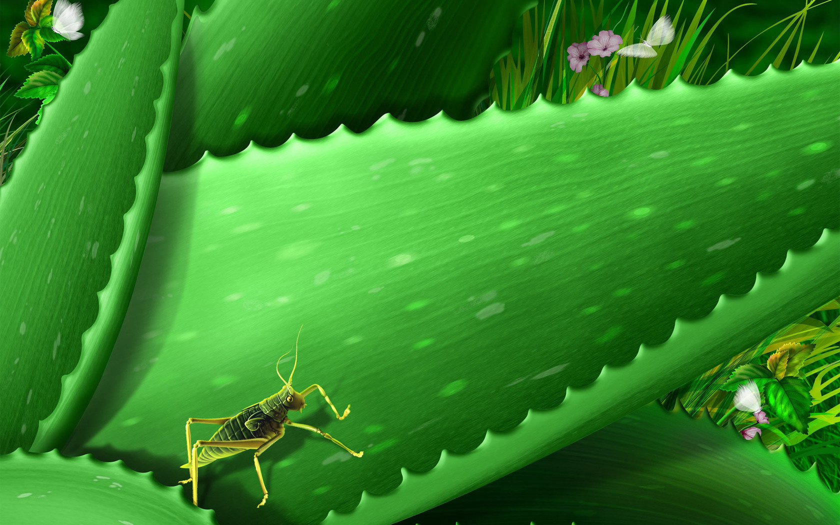 Grasshopper On Aloe Vera Wallpaper