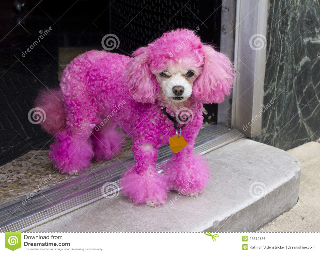 Miniature Pink Poodle In Doorway Royalty Stock Image