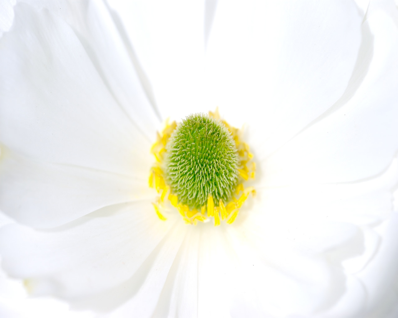 White Flower Wallpaper