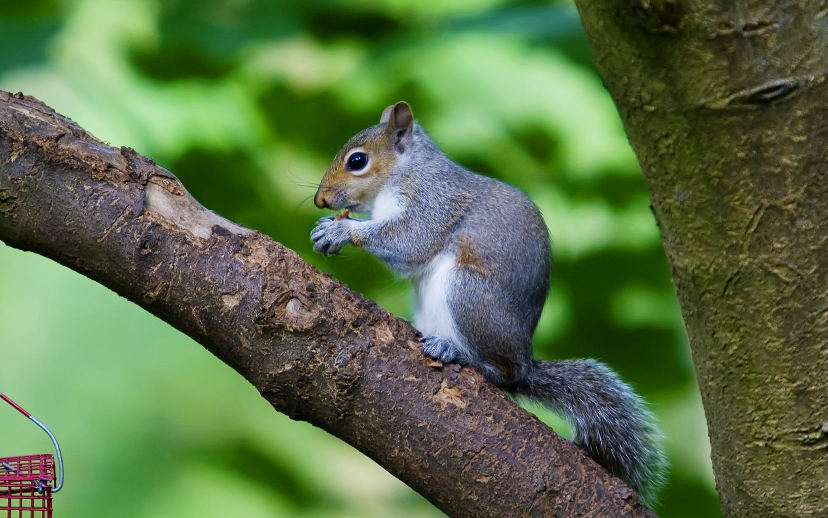 Desktop Wallpaper of a Grey Squirrel at Clumber Park