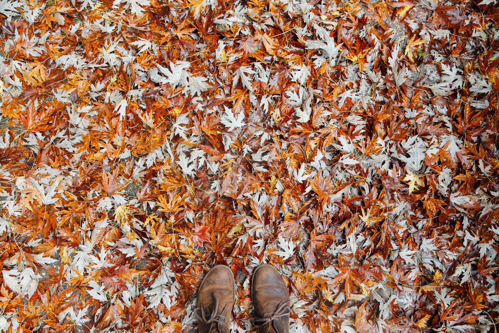 Leaf Oak Boot Yellow Texture Pattern