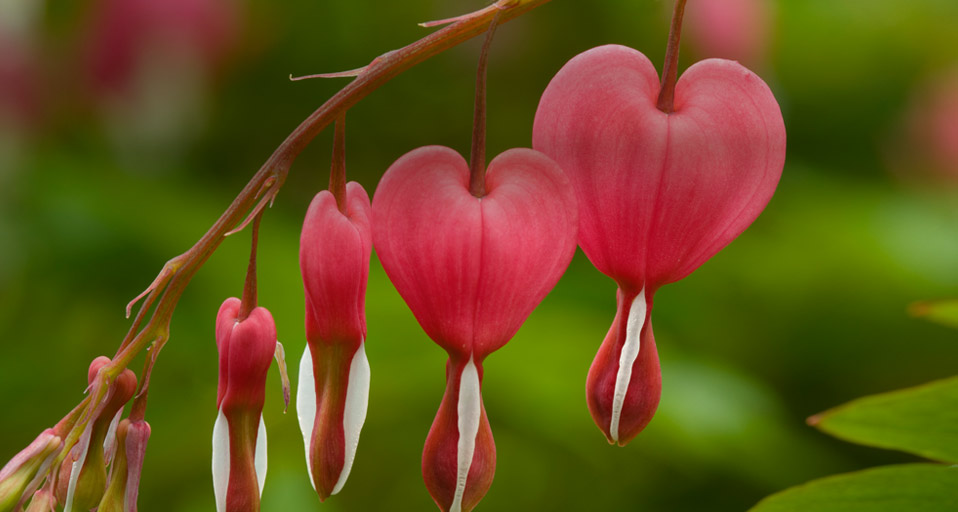 Bleeding Heart Adalah Sebutan Untuk Bunga Yang Berbentuk Hati