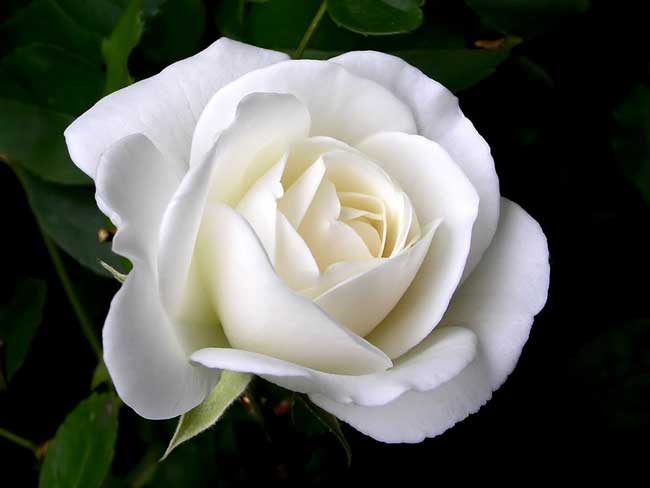Single White Roses Rose Wallpaper