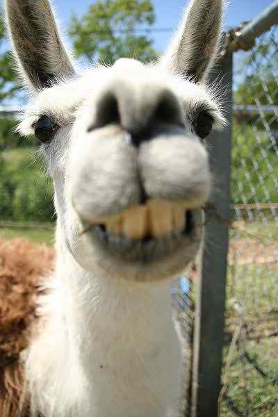 Tags Llama Pictures