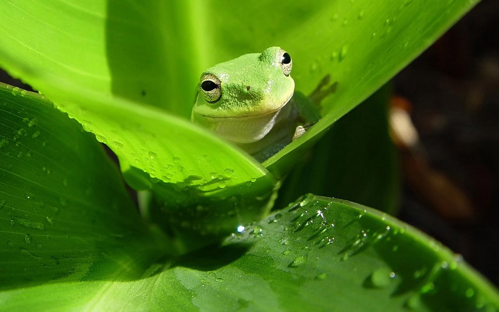 Funny australian green tree frog
