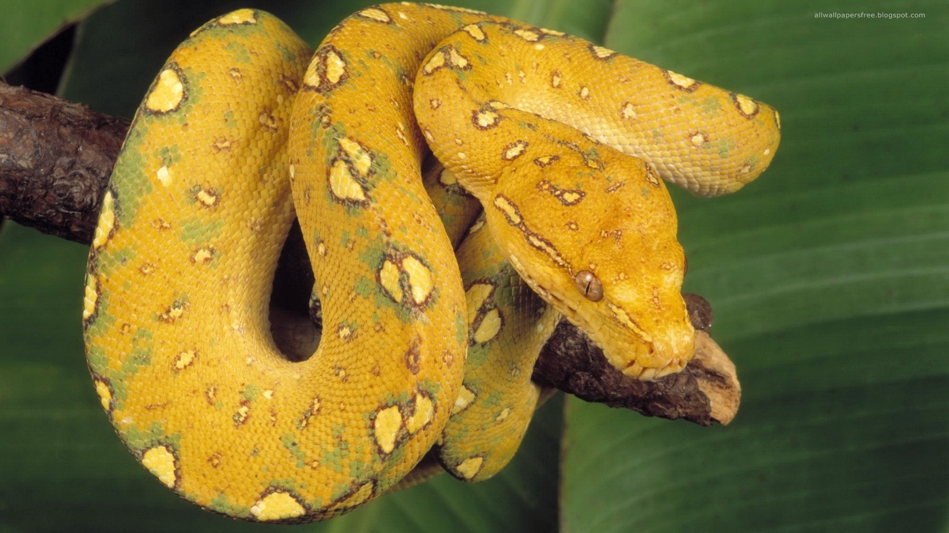 Yellow Snake Wallpaper