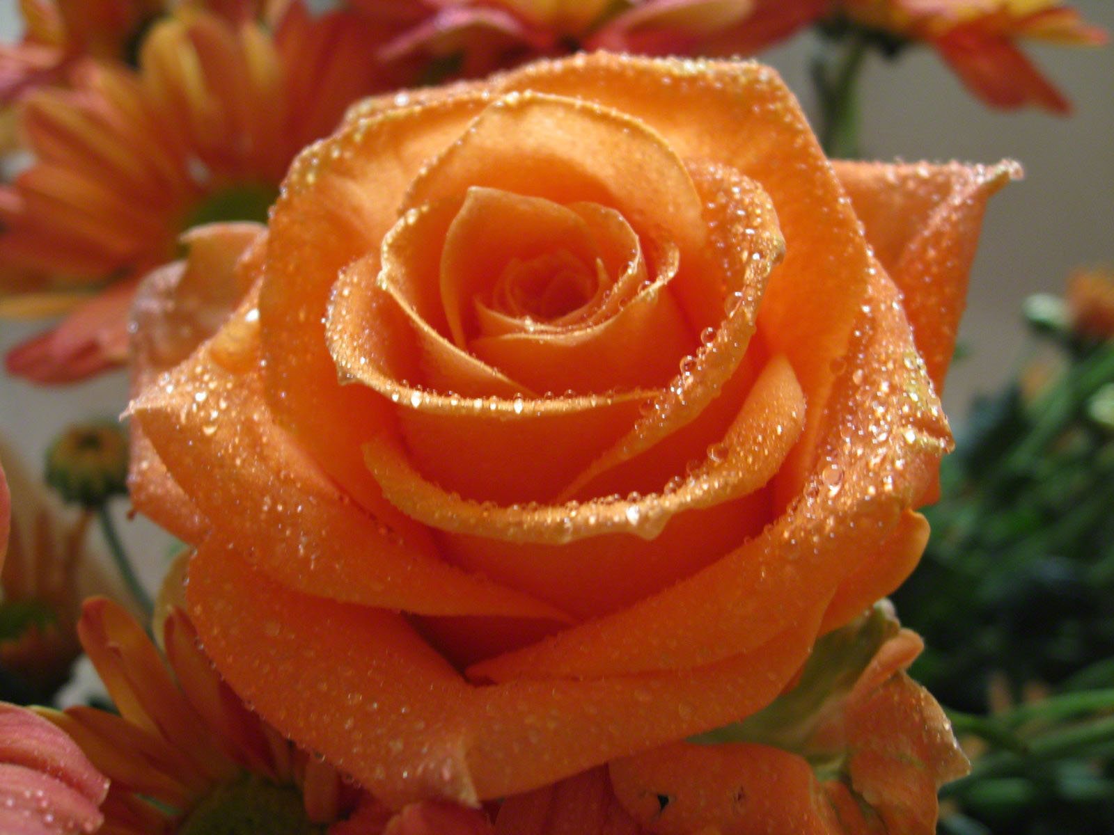 Orange Rose Macro Flower