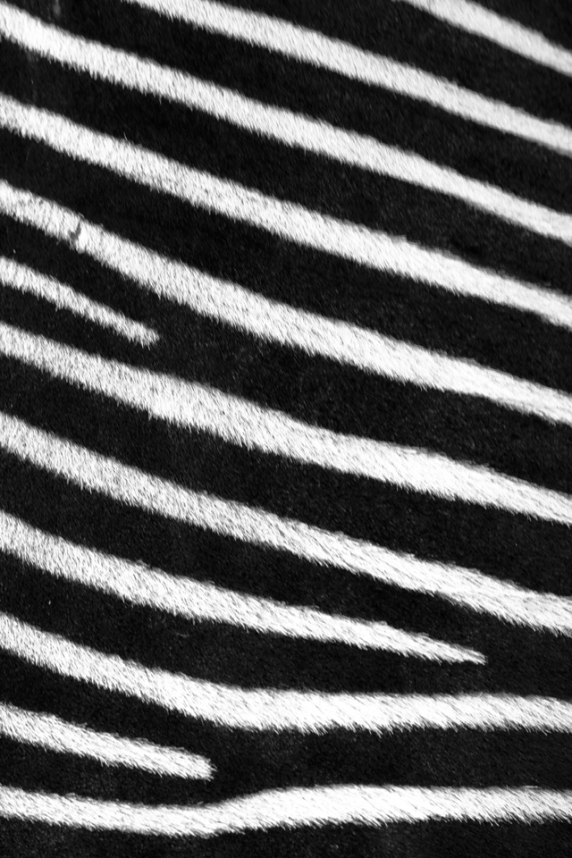 Pattern iPhone Wallpaper Photography Natural Zebra Skin