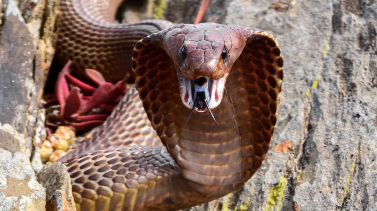 Venomous Cobra in Plane Forces South African Pilot to Make