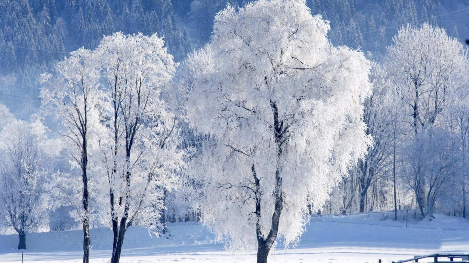 Stunning 4K wallpaper of snow-covered trees in a winter wonderland. The frost-covered branches create a delicate, icy beauty against the pristine white snow and the deep blue of the distant forest. Perfect for adding a touch of winter magic to your desktop or mobile device