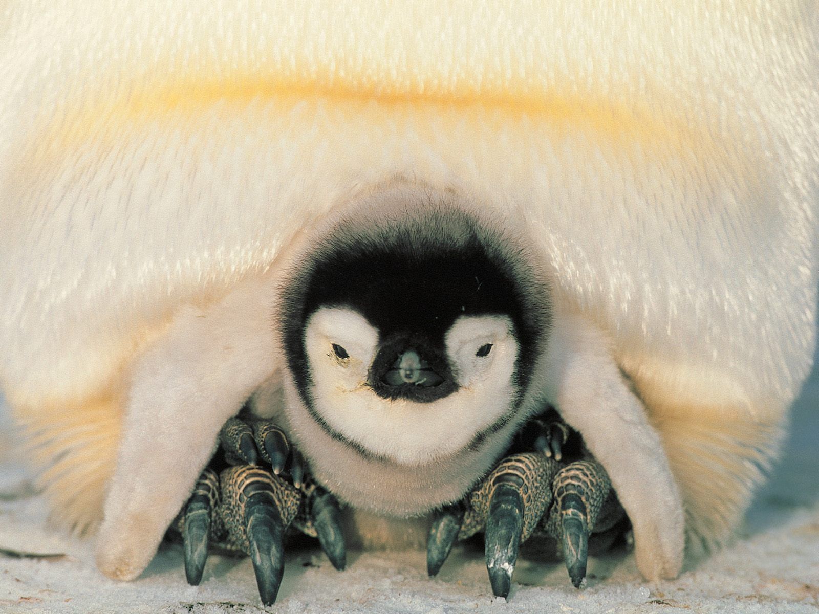 Baby Penguin Wallpaper Pictures