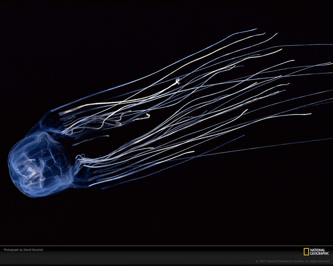 The Infamous Box Jellyfish Developed Its Frighteningly Powerful Venom