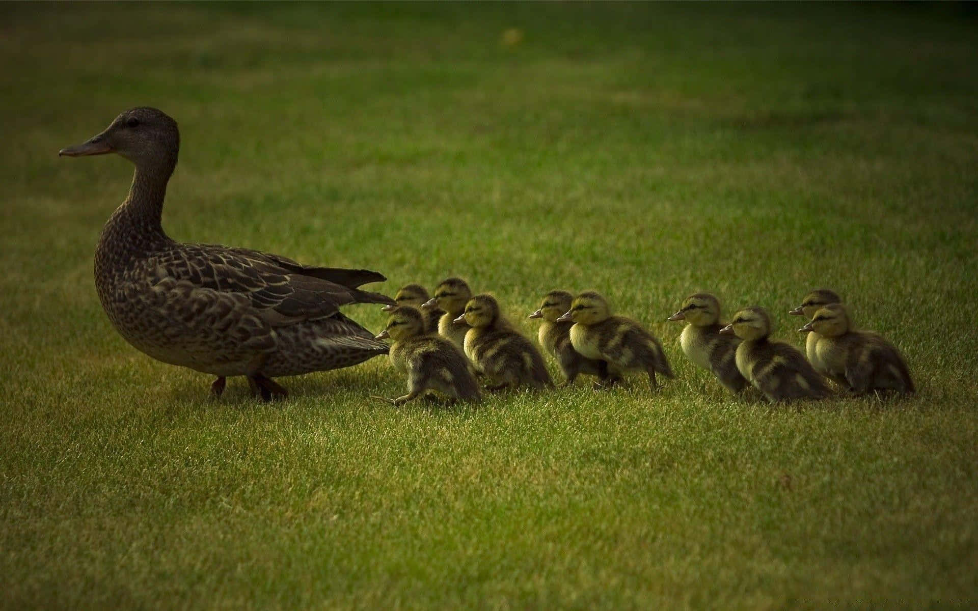 Baby Duck Background Wallpaper