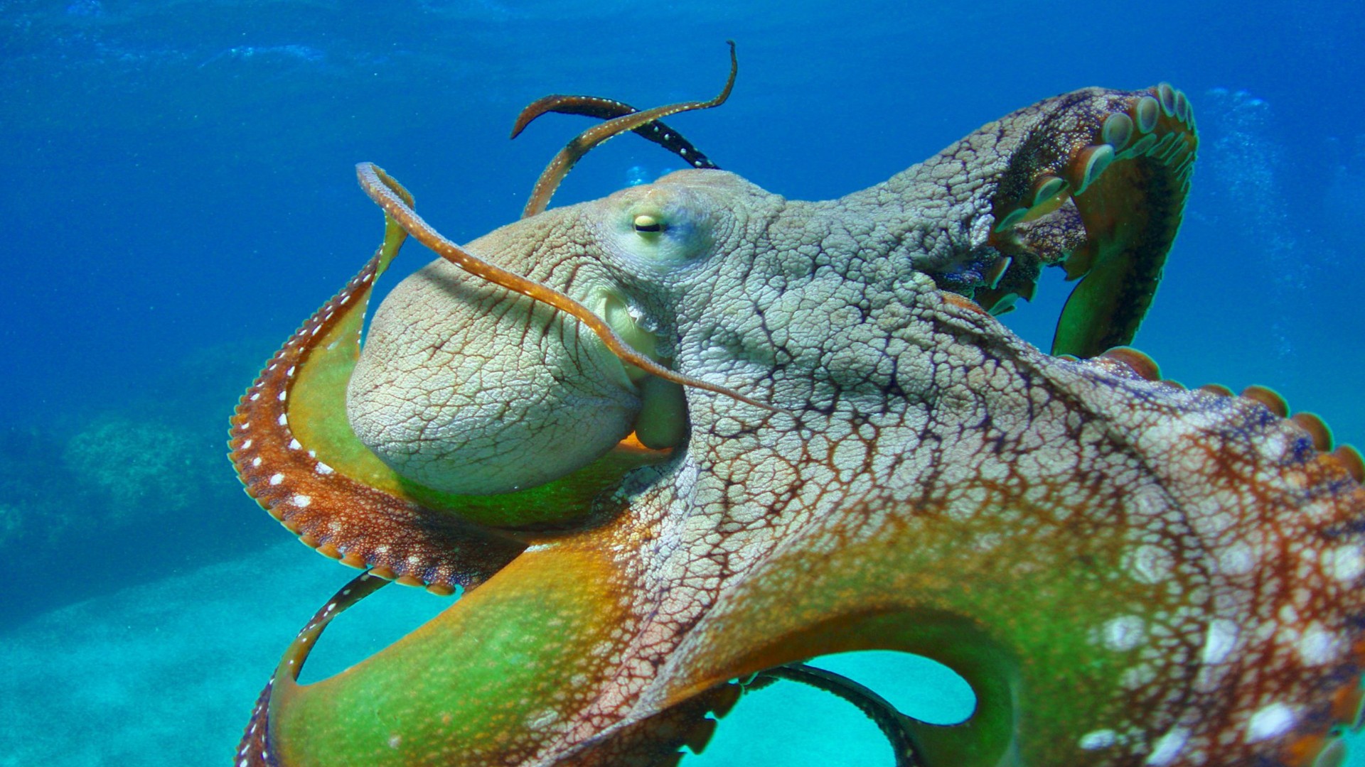 Octopus Close Colors Of Tentacles Eyes Wallpaper