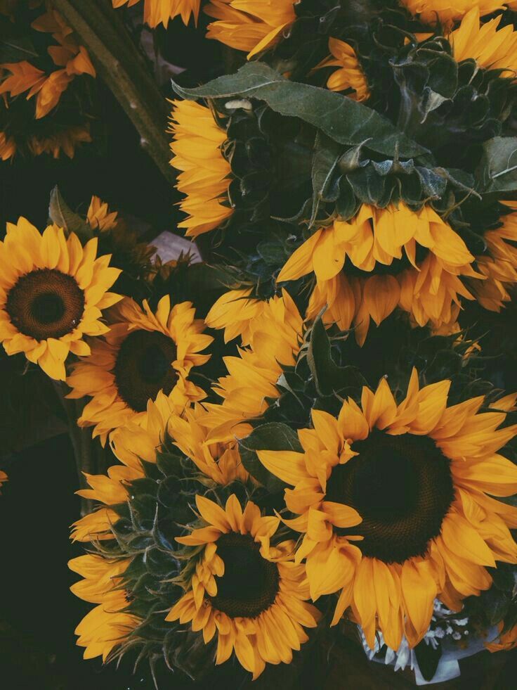 Sunflowers Background In