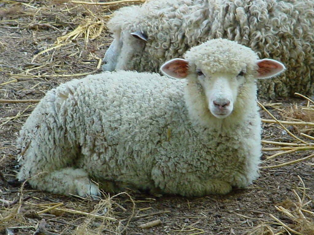 Sheep Wallpaper Animals Town