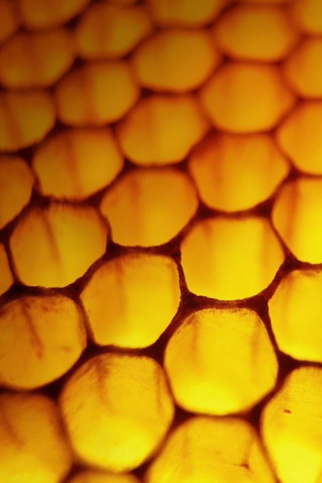 Windows Honeyb Bees Wallpaper Art HD