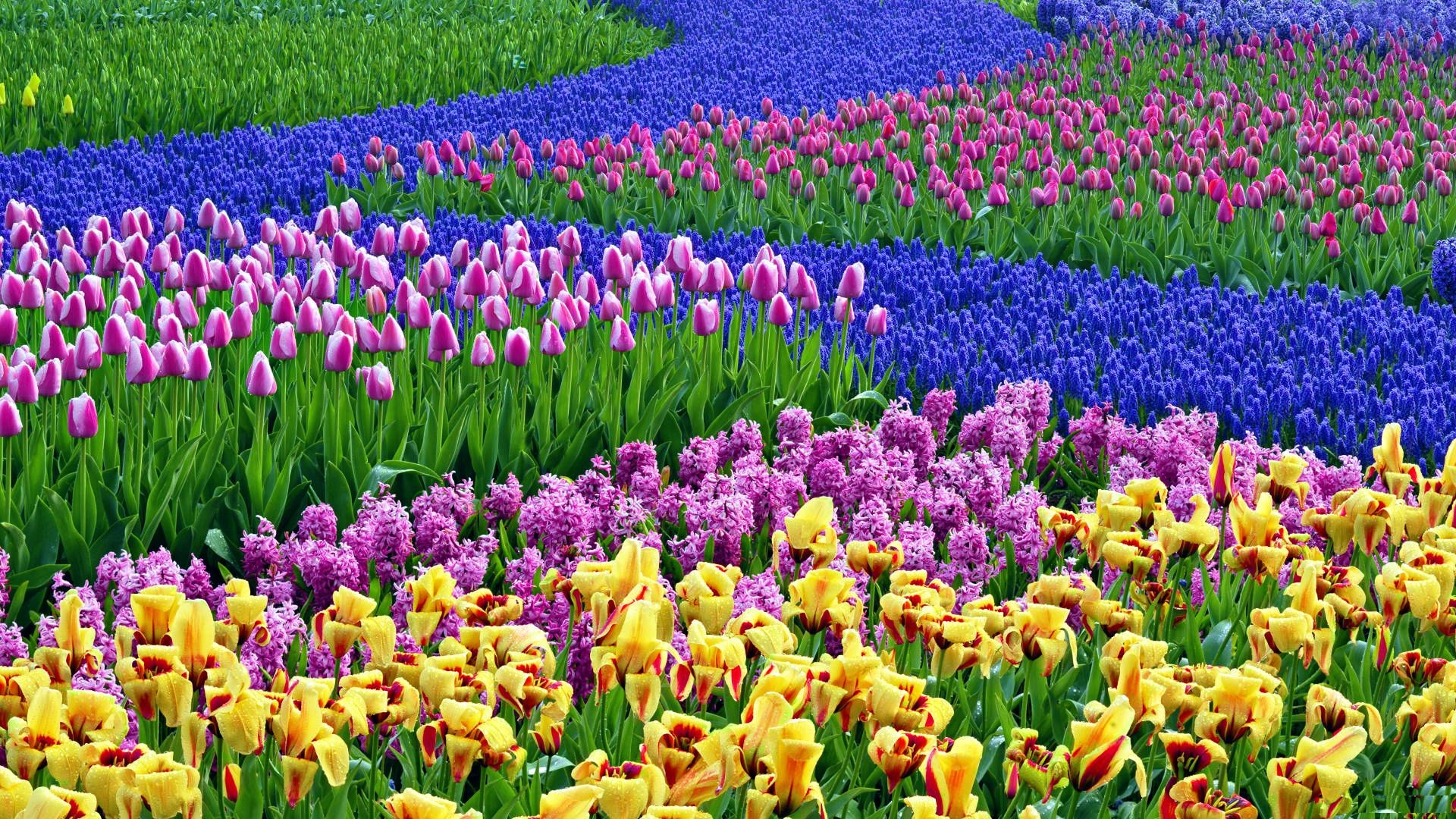 Spring Flowers HD Desktop Background Wallpaper Cart