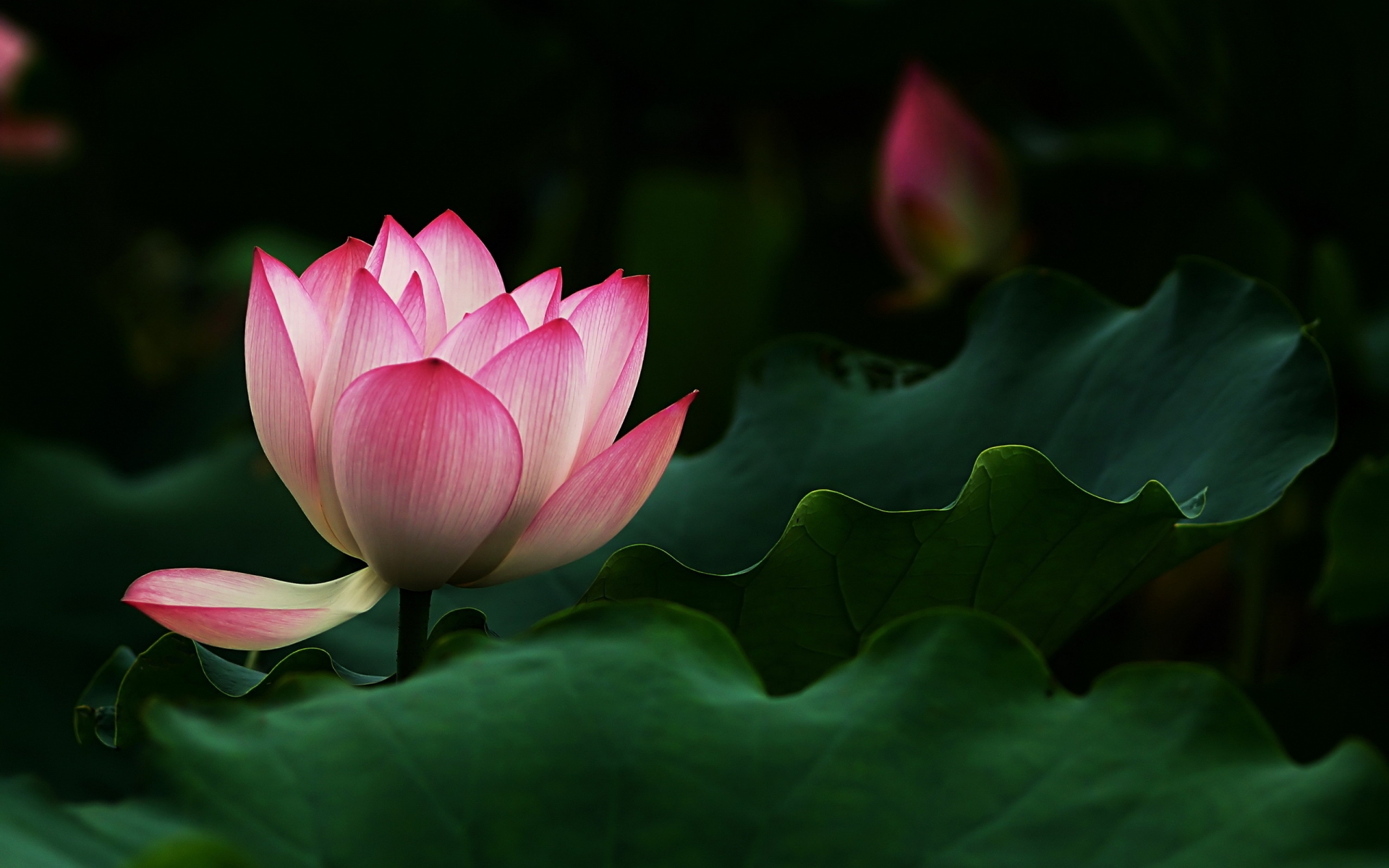 Wallpaper Beautiful Lotus Flower HD Expert