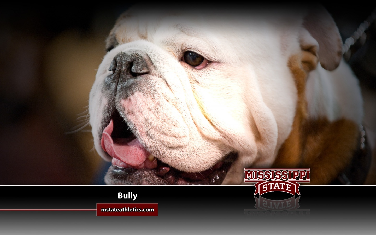 Mississippi State University Bulldog Wallpaper Photo Shared By Erny