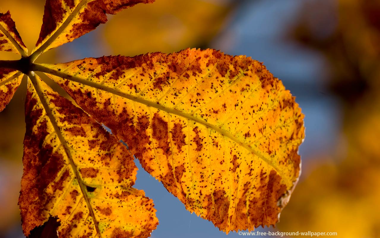 Desktop Wallpaper Of Yellow Horse Chestnut Leaves In Autumn Fall