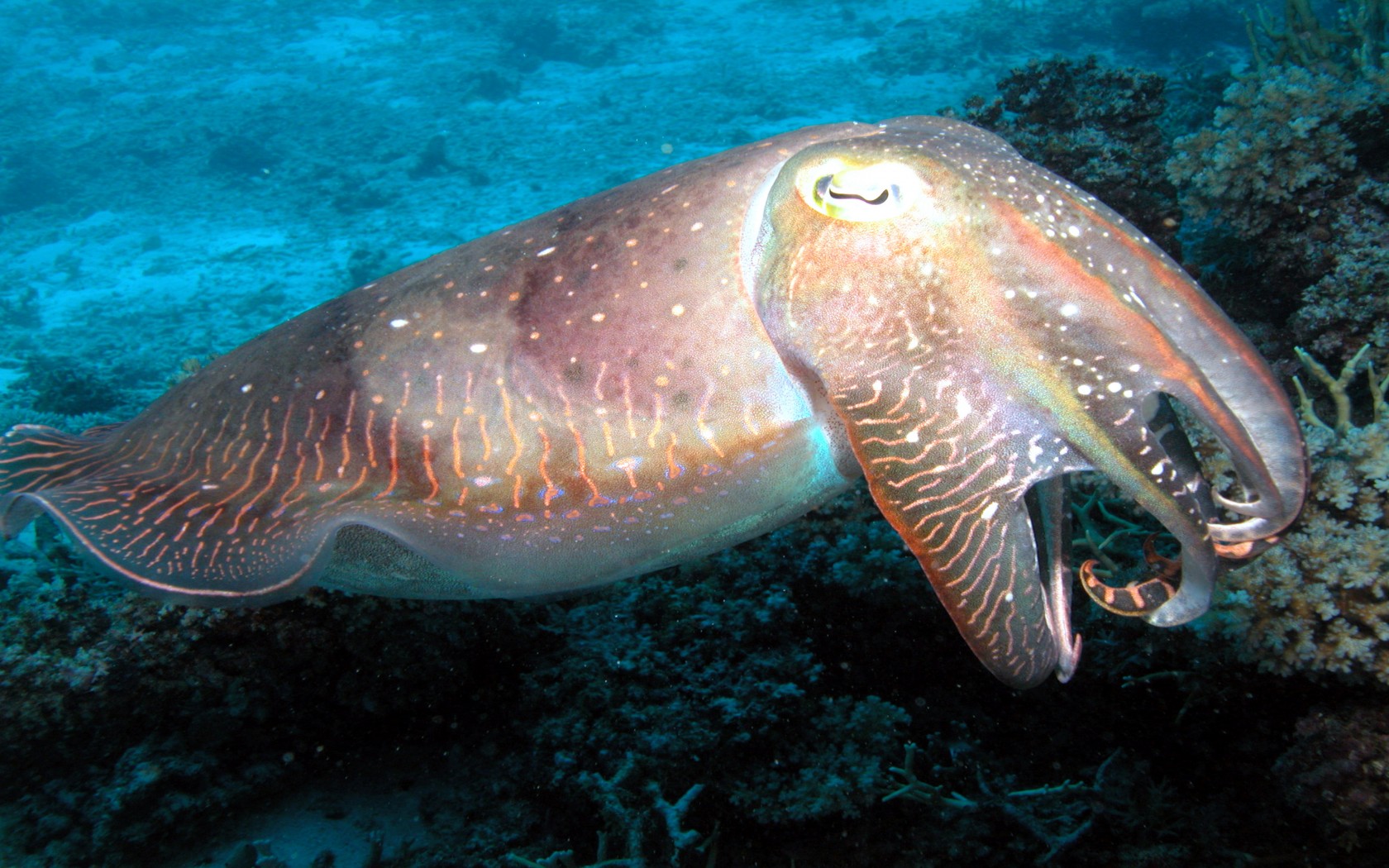 Cuttlefish Great Barrier Reef HD Desktop Background