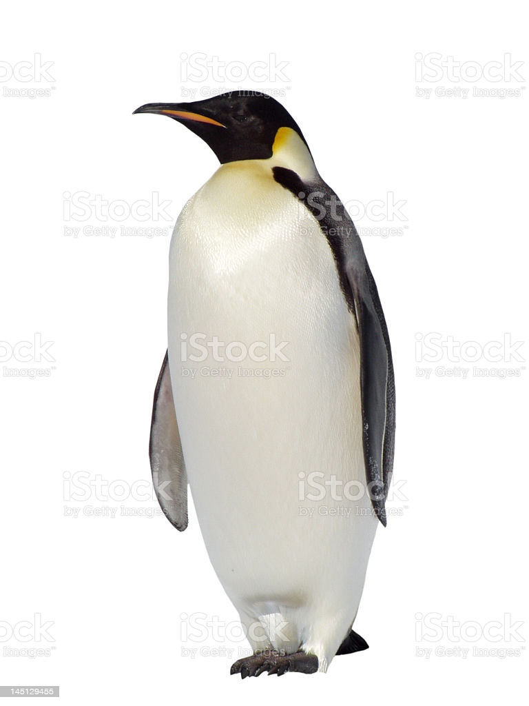 Penguin On A White Background Stock Photo   Download Image Now