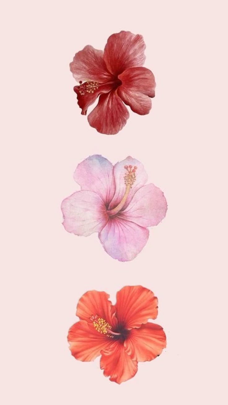 Hibiscus Flower Wallpaper In