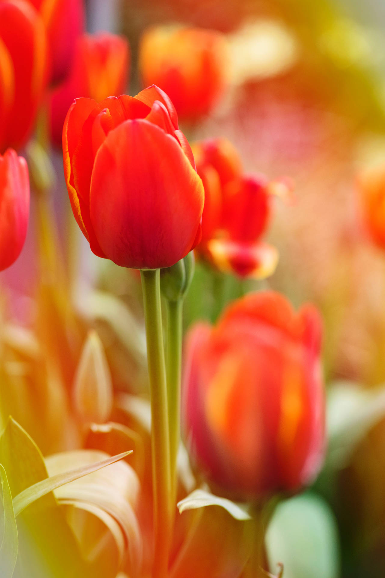 Flower Android Wallpaper