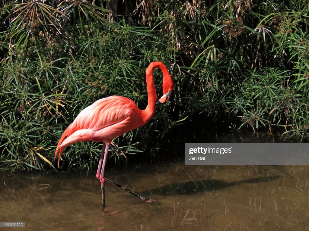 American Flamingo Walking On Wetland With Green Vegetation In