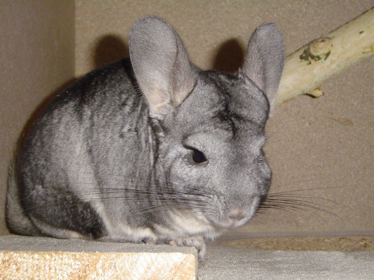 Best Image About Chinchillas Berry