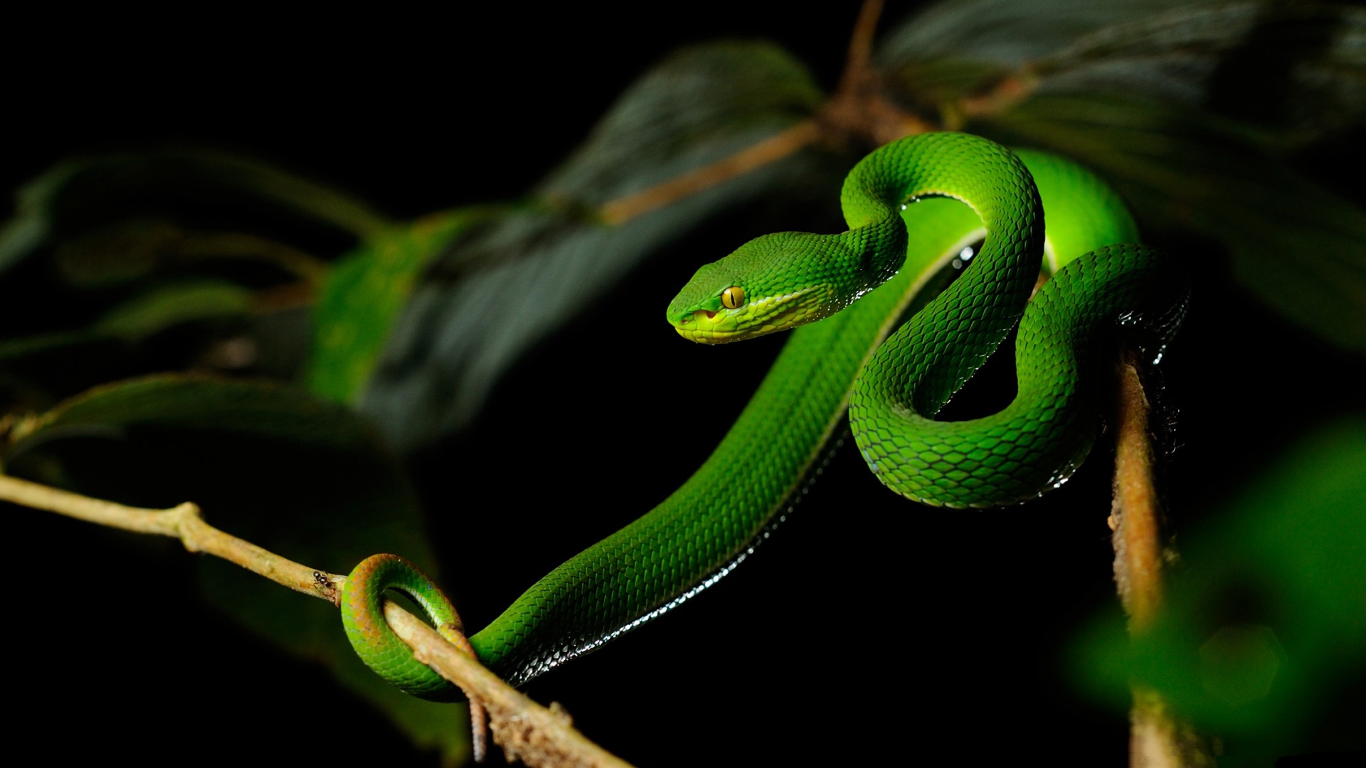 Viper Snake Background HD