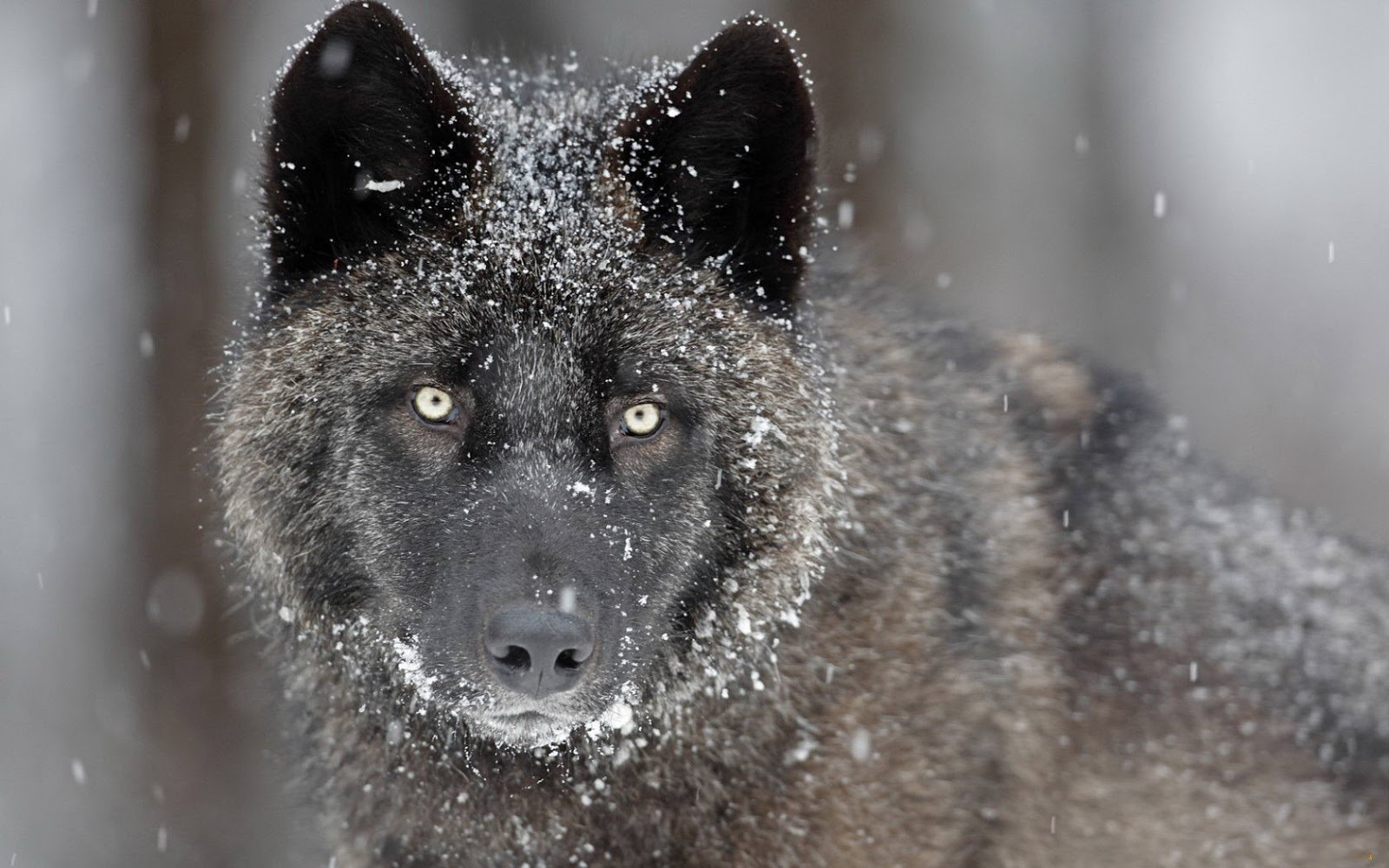 wolf 2013 black wolf 2013 black wolf 2013 black wolf 2013 black wolf