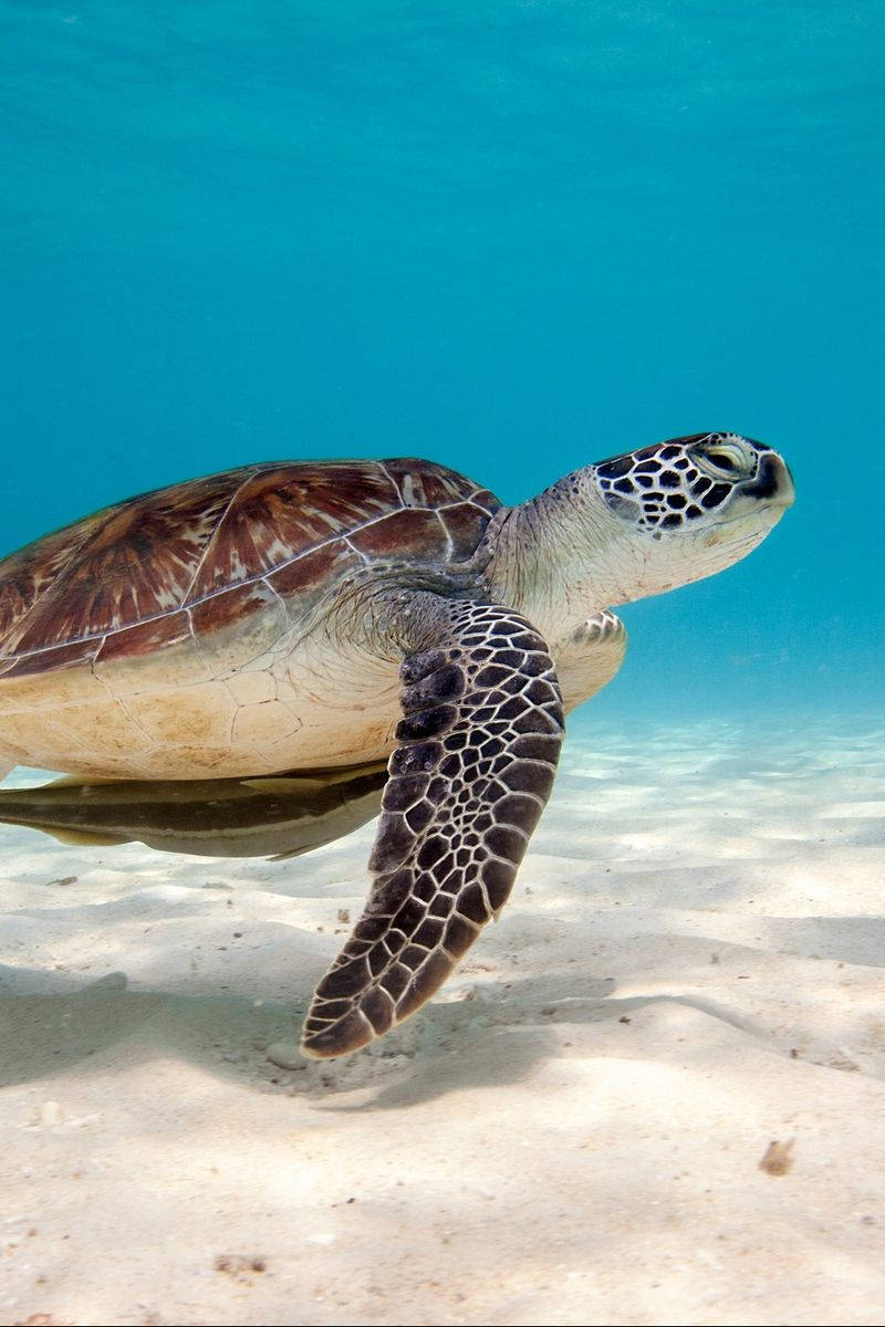 Sea Turtle iPhone Wallpaper